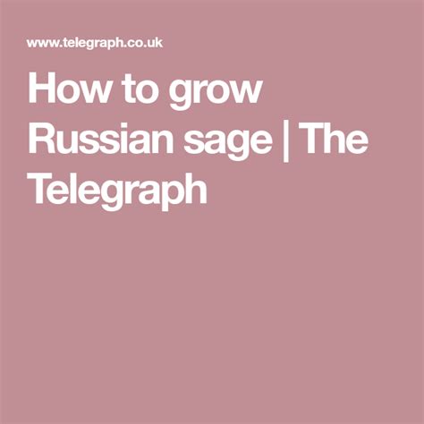 how to grow russian sage russian sage sage growing