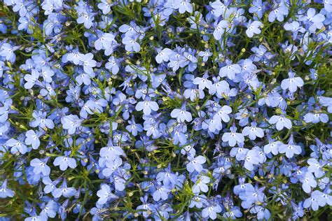 zed dialogue light blue flowers meaning  types  garden plants  blue flowers