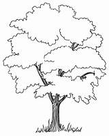 Trees Tree Coloring Pages Nature Color Printable Preschool Kids Food Sheets Drawing Sheet Found Print источник sketch template