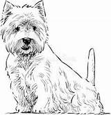 Terrier Westie Highland West Dog Line Dibujo Coloring Para Illustration Drawings Perro Terriers Perros Result Feedproxy Google Westies Dibujos sketch template