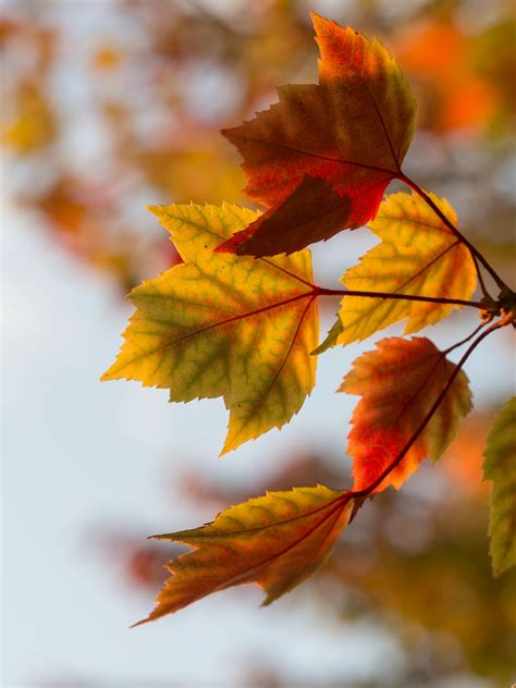 autumn leaves pictures   images  unsplash