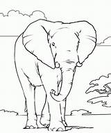 Coloring Pages Elephant African Printable Animals Animal Color Kids Outline Colouring Print Books Online Realistic Colour Head Drawings Draw Book sketch template
