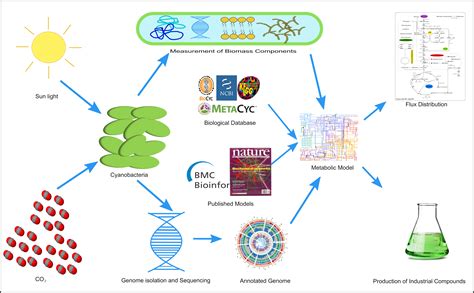 metabolites  full text biochemical characteristics   genome