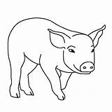 Teacup Pigs sketch template