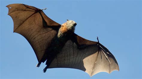 Giant Bats From The Philippines Trend On Social Media