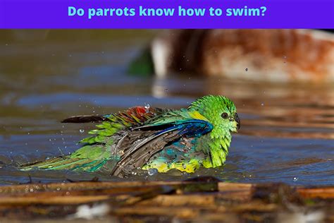 parrots swim