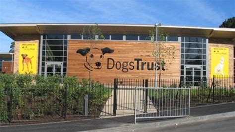 dogs trust glasgow dog rescue directory