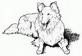 Kolorowanki Psy Puppies Pobrania Sheepdog Shetland Bestcoloringpagesforkids A4 sketch template