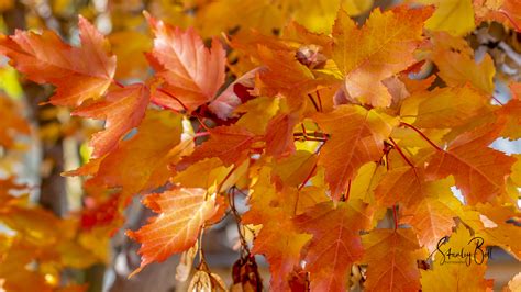 manitoba maple leaves  glorious autumn colour stanley bell photography