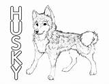 Coloring Husky Pages Huskies Print Popular sketch template