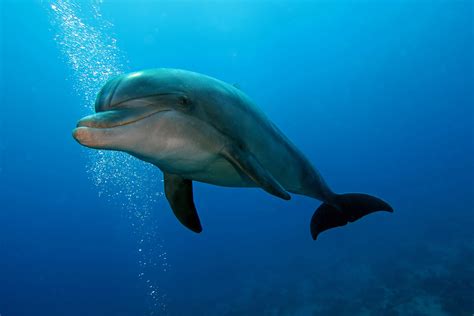bottlenose dolphins eat american oceans