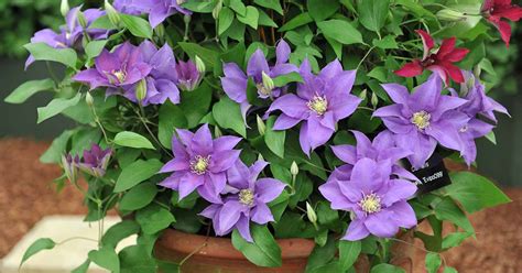 How To Grow Clematis A Comprehensive Guide My Heart Lives Here