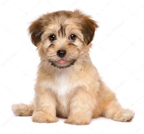 cute sitting havanese puppy dog stock photo  mdorottya