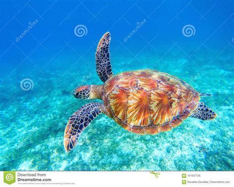 sea turtle swims in sea water big green sea turtle closeup wildlife