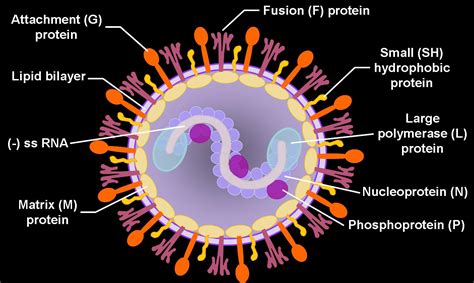 respiratory syncytial virus