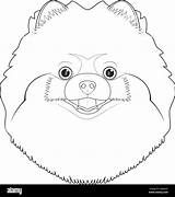 Spitz Pomeranian sketch template
