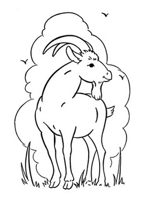 printable goat coloring pages  kids