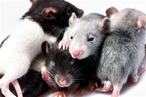 Rats Not Eating Poison Blocks Unveiling The Mystery – Living In Style