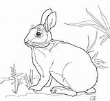Kelinci Sketsa Mewarnai Hewan Marsh Cottontail Rabbits Taman Supercoloring Sindunesia Terbaru sketch template