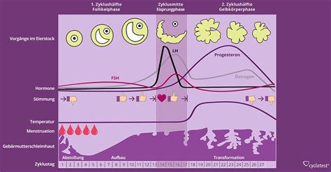menstruationszyklus wie funktioniert der zyklus cyclotest