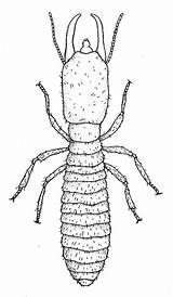 Termite Drawing Termites Reticulitermes Sp Habitus Drawings Insect Subterranean Paintingvalley Sketch Choose Board sketch template