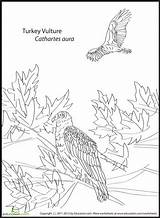 Coloring Vulture Turkey Birds Color Designlooter Education 69kb 479px Bird sketch template