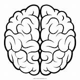 Cerebro Brain Cervello Agy Disegni Human Medico Vetor Fatigue Ultracoloringpages sketch template