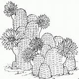 Cactus Coloring Pages Print Printable Kids sketch template