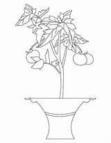 Plant Tomato Coloring Plants Pages Parts Colouring Drawing Trees Color Flowers Cliparts Getcolorings Print Printable Getdrawings Popular Books Categories Similar sketch template