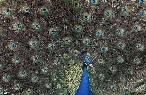 indian judge mocked after claiming peacocks don t have sex daily mail