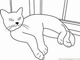 Coloring Cat Sleeping Window Near Pages Coloringpages101 sketch template