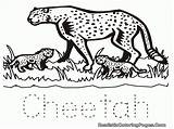 Cheetah Mewarnai Hewan Halaman Ciri Buas Harimau Coloringhome Insertion sketch template