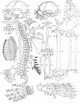 Coloring Pages Anatomy Skeletal System Human Bone Brain Bones Getcolorings Gross Color Getdrawings Sheets Colorings Printable sketch template
