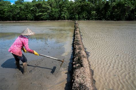 solutions  vietnams water scarce delta east asia forum
