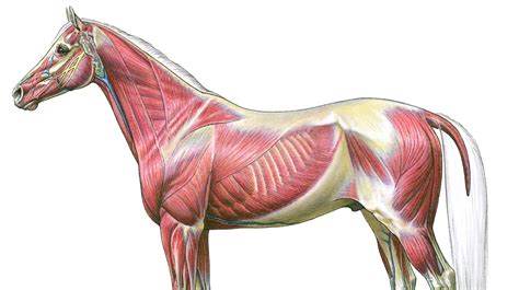 horse muscle anatomy head