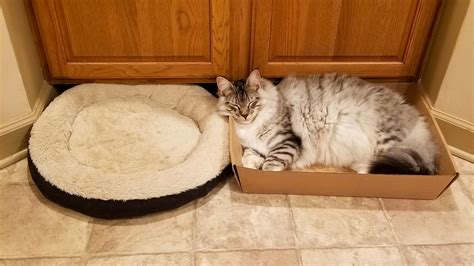 cat     cat bed meowingtons