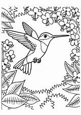 Hummingbird Coloring Pages Bird Printable Books Humming Kids Print Momjunction Drawing Hummingbirds Book Chinned sketch template