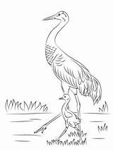 Crane Coloring Sandhill Pages Drawing Cute Printable Heron Chick Blue Baby Bird Color Great Cranes Construction Japanese Birds Crafts Sketch sketch template