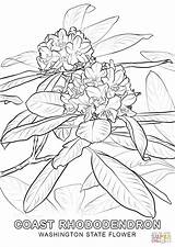 Coloring State Flower Washington Rhododendron Pages Pacific Drawing Printable Azalea Coast Oregon Flowers Book Redskins Color West Getdrawings Calendulaceum Flame sketch template