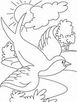 Coloring Bird Swallow Flying Pages Drawing Outline Kids Getdrawings Printable Colouring Enjoy Drawings 42kb sketch template