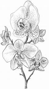 Drawings Orchid Drawing Flower Orchids Pencil Flowers Sketches Simple Sketch Deviantart Dessin Orchidée Tattoo Di Disegno Orchidea Watercolor Draw 2010 sketch template