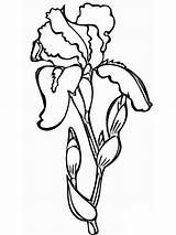 Iris Flower Coloring Pages Lily Valley Clipart Print Printable Library Getcolorings Popular sketch template