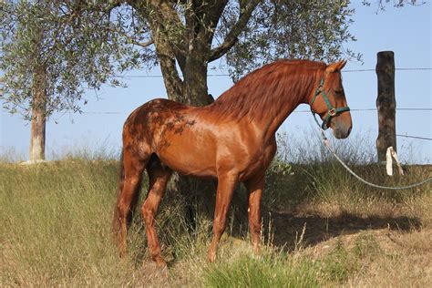andalusian breed facts history  insider horse