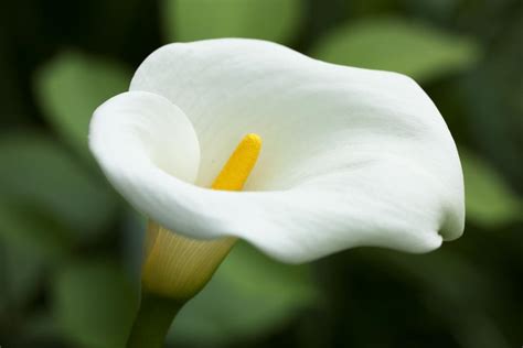 summer flower calla lily