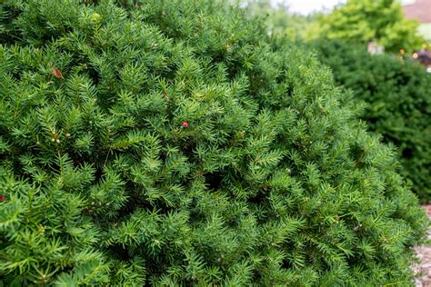 yew shrub leaves