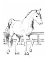 Mustangs Paulson Onaqui Readers Shelley sketch template