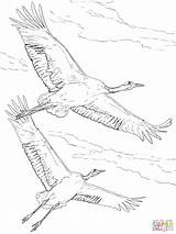 Crowned Cranes Flight Supercoloring Designlooter sketch template