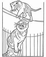 Circus Coloring Pages Tiger Animals Animal Printable Tigers Kids Honkingdonkey Performing Sheet Elephant Zoo Color Rope Lion Para Horse sketch template