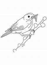 Insects Beak Coloring sketch template