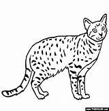Coloring Serval Ocicat Cat Online Pages 565px 81kb sketch template